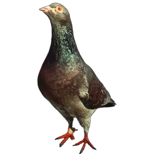 Стикер Голуби XL