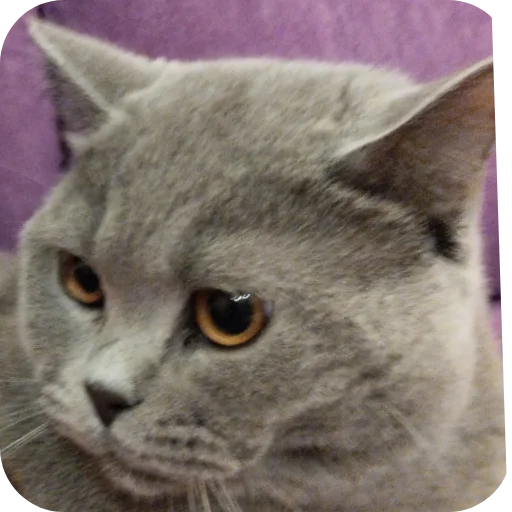 Стикер Тедди