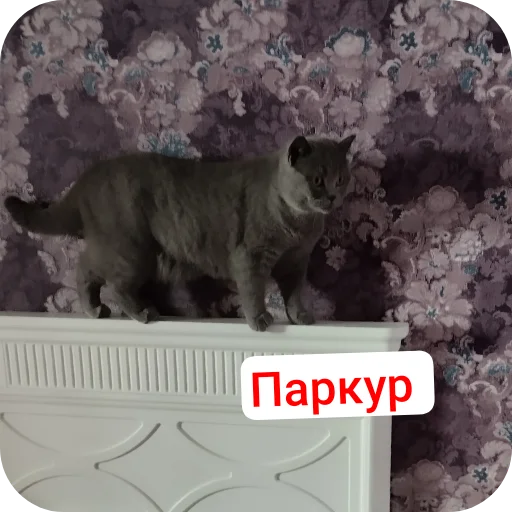 Стикер Тедди