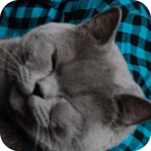 Стикер Тедди