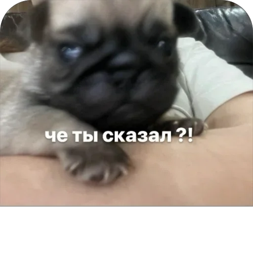 Стикер Бобры Добры