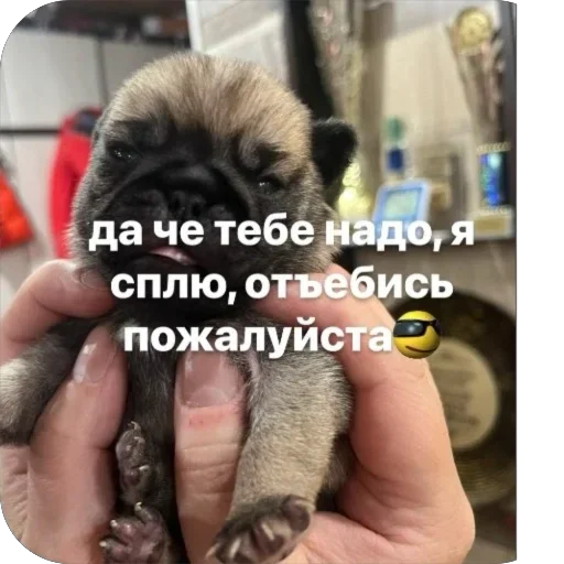 Стикер Бобры Добры