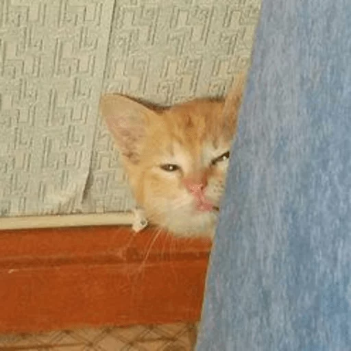 Стикер Broken Cats