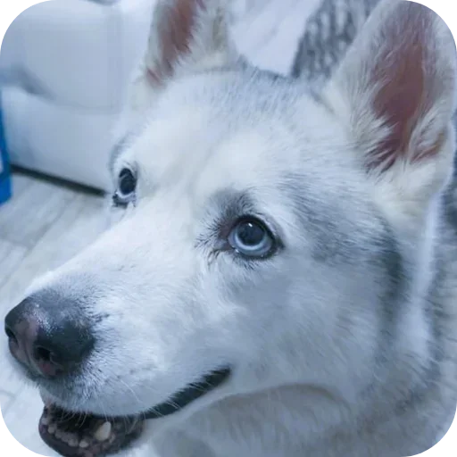 Стикер Бублик Бандит Коржик Кекс