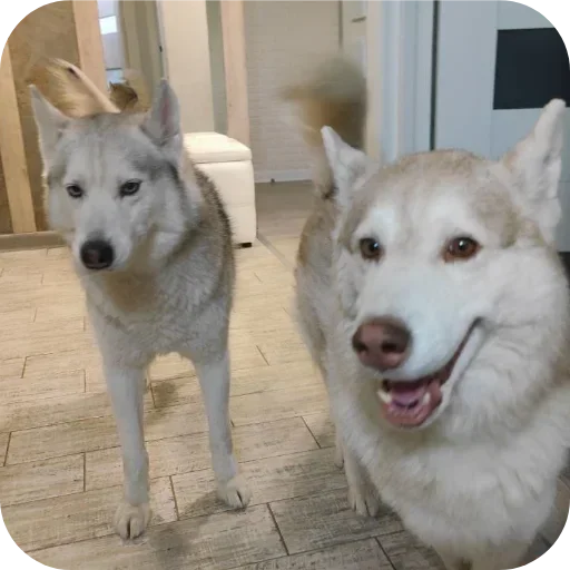 Стикер Бублик Бандит Коржик Кекс