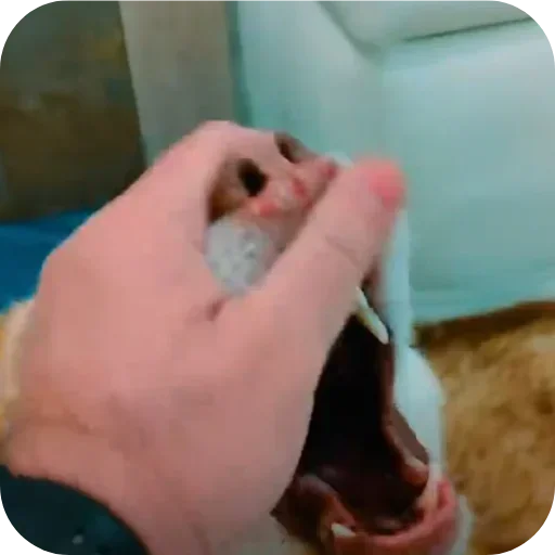 Стикер Бублик Бандит Коржик Кекс