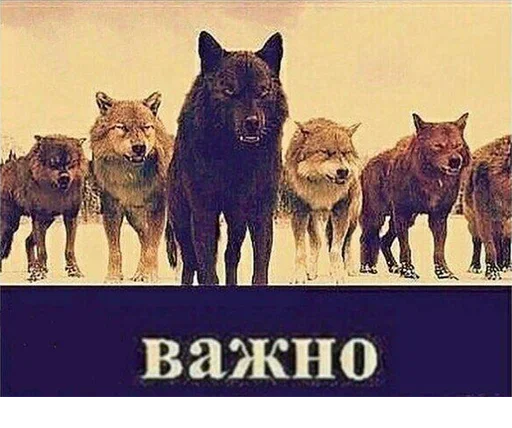 Стикер Be a wolf