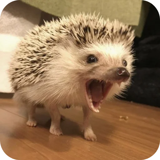 Стикер Hedgehogs