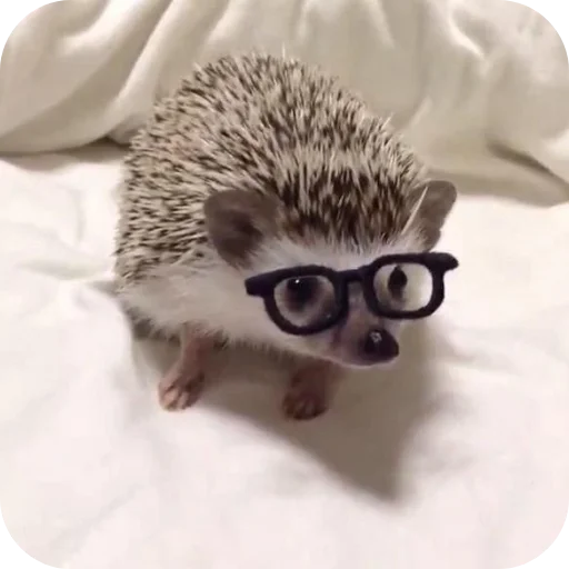 Стикер Hedgehogs
