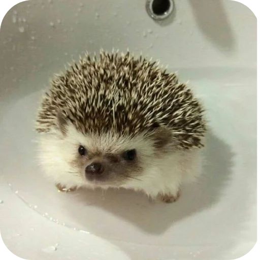 Стикер Hedgehogs