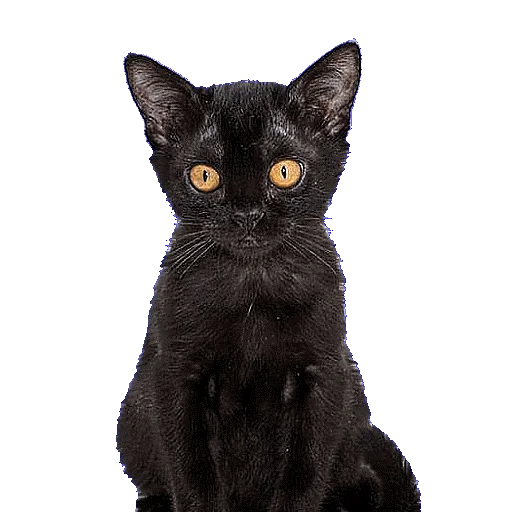 Стикер CATSGATTIGATOS