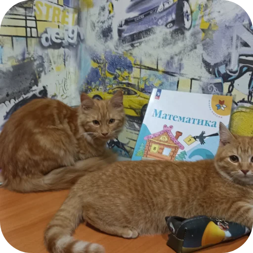 Стикер котики