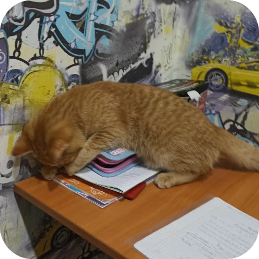 Стикер котики