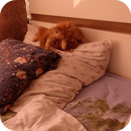 Стикер котики