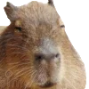 Эмодзи Капибара