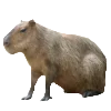 Эмодзи Капибара