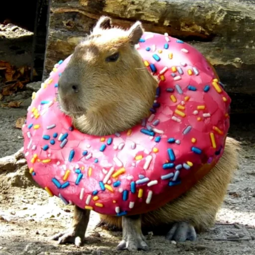 🍩