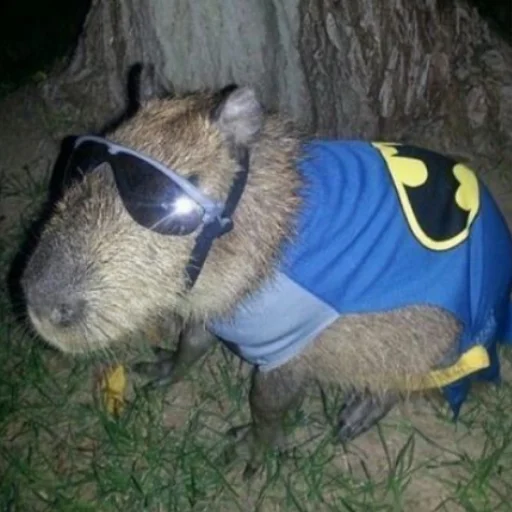 Стикер CapybaRa
