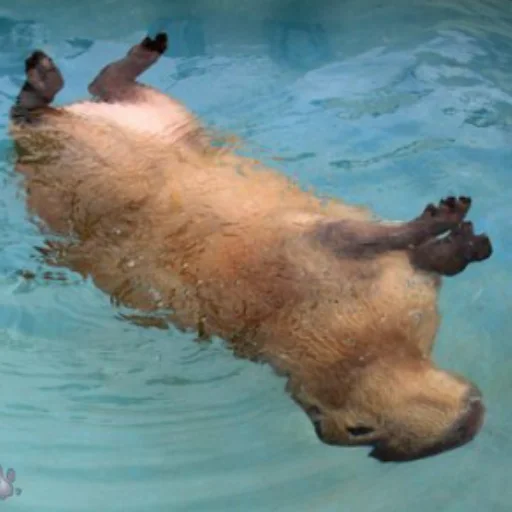 Стикер CapybaRa