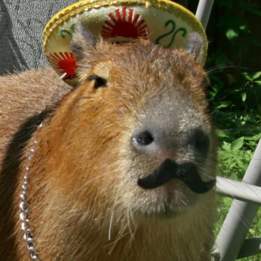 Стикер CapybaRa