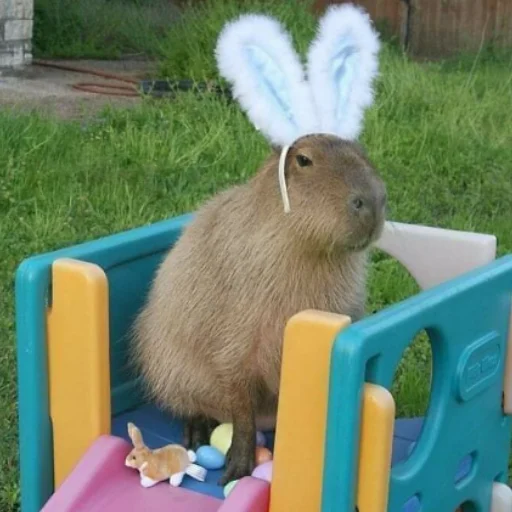 Стикер CapybaRa