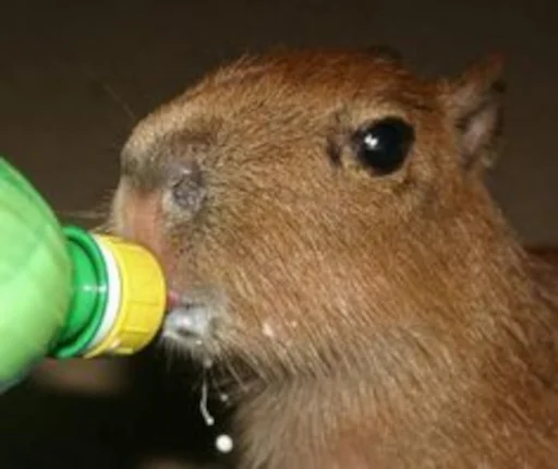 Стикер Capybara