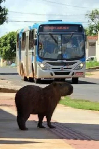 Стикер Capybara