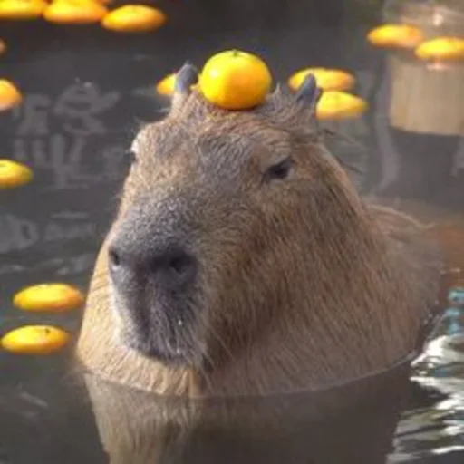 Стикер Capybara