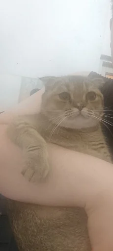 Стикер Буся