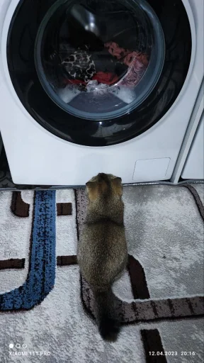 Стикер Буся