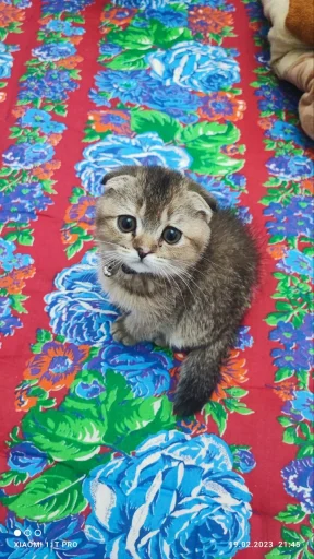 Стикер Буся