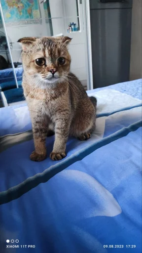 Стикер Буся