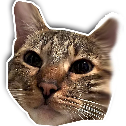 Стикер julien