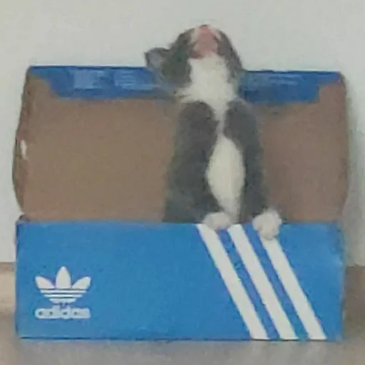 Стикер KikoCAT