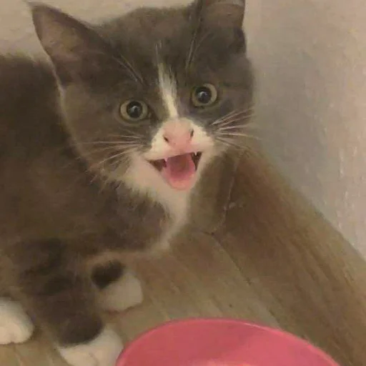 Стикер KikoCAT