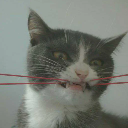 Стикер KikoCAT