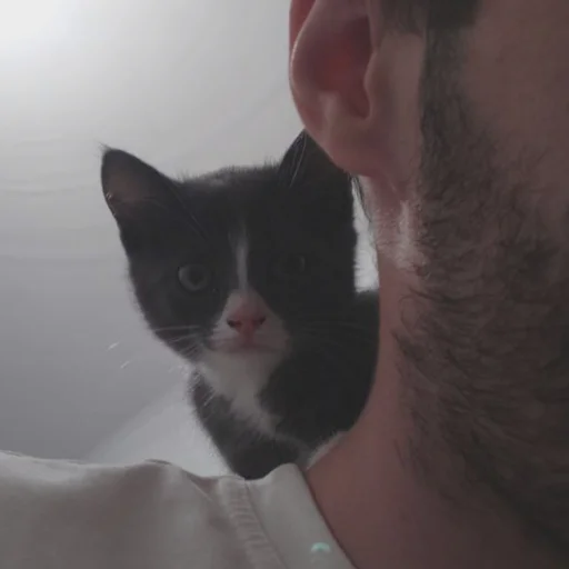 Стикер KikoCAT