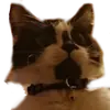 🙀