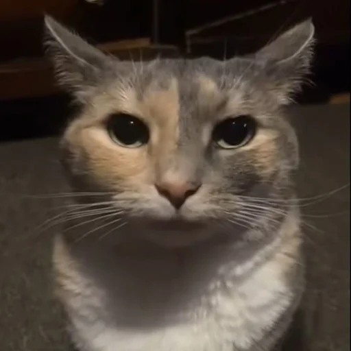 Стикер Silly cat