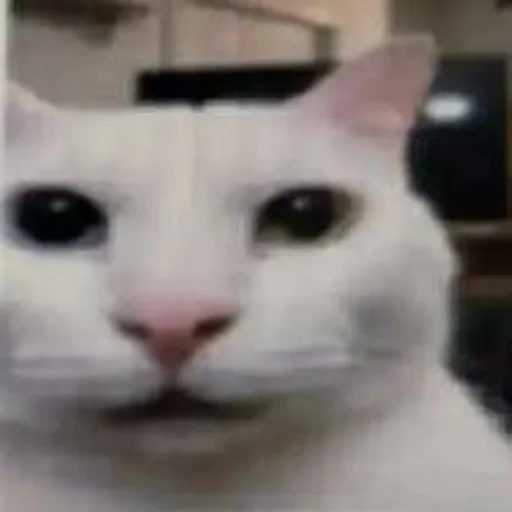 Стикер Silly cat