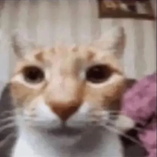 Стикер Silly cat