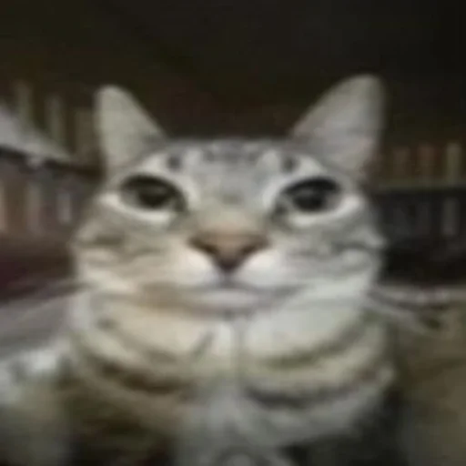 Стикер Silly cat