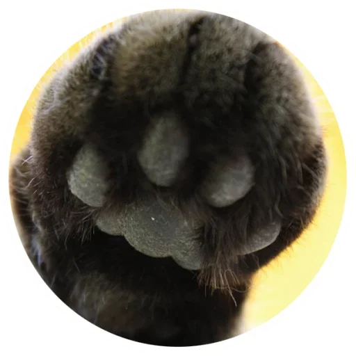 Стикер Nice Cats