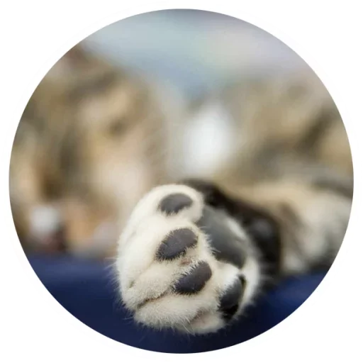 Стикер Nice Cats