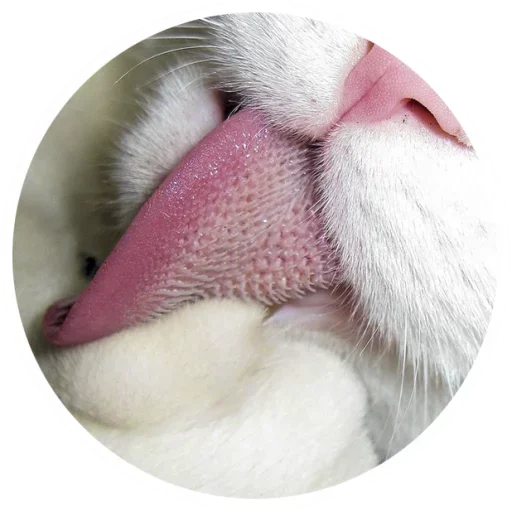 Стикер Nice Cats