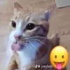 Стикер kitties