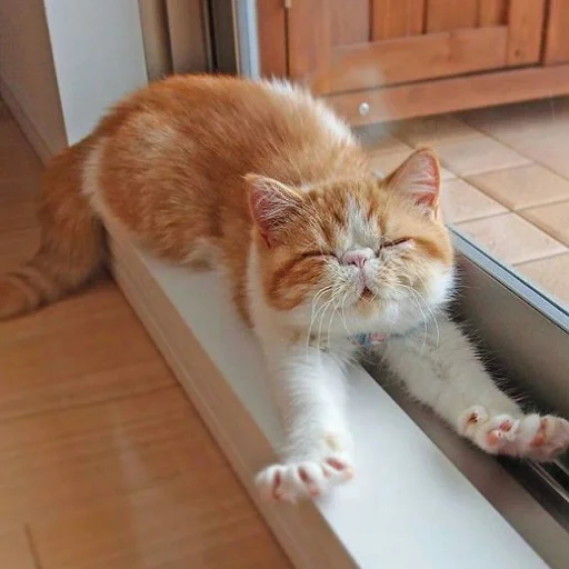 Стикер Коты