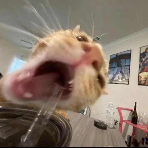 Стикер Коты