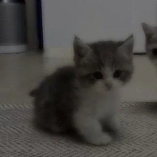 Стикер Коты