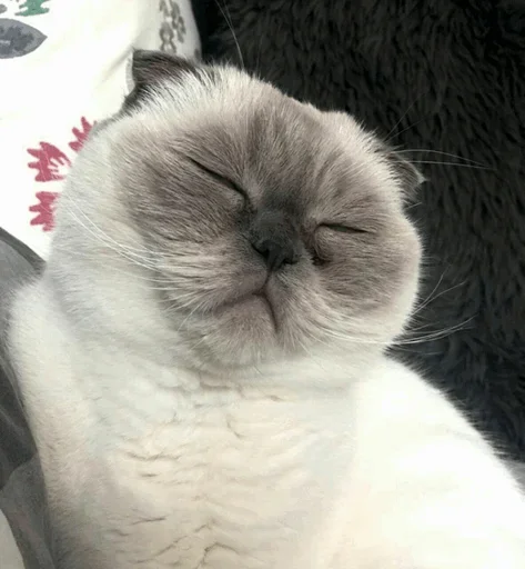 Стикер Cats and Dogs